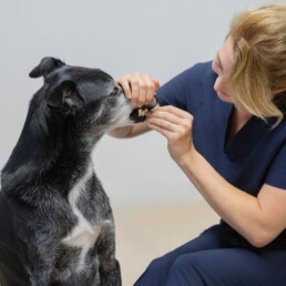 Medical Training Tierarzt Hollunder Rohde in Hürth